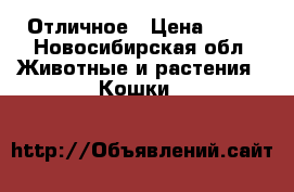 Отличное › Цена ­ 10 - Новосибирская обл. Животные и растения » Кошки   
